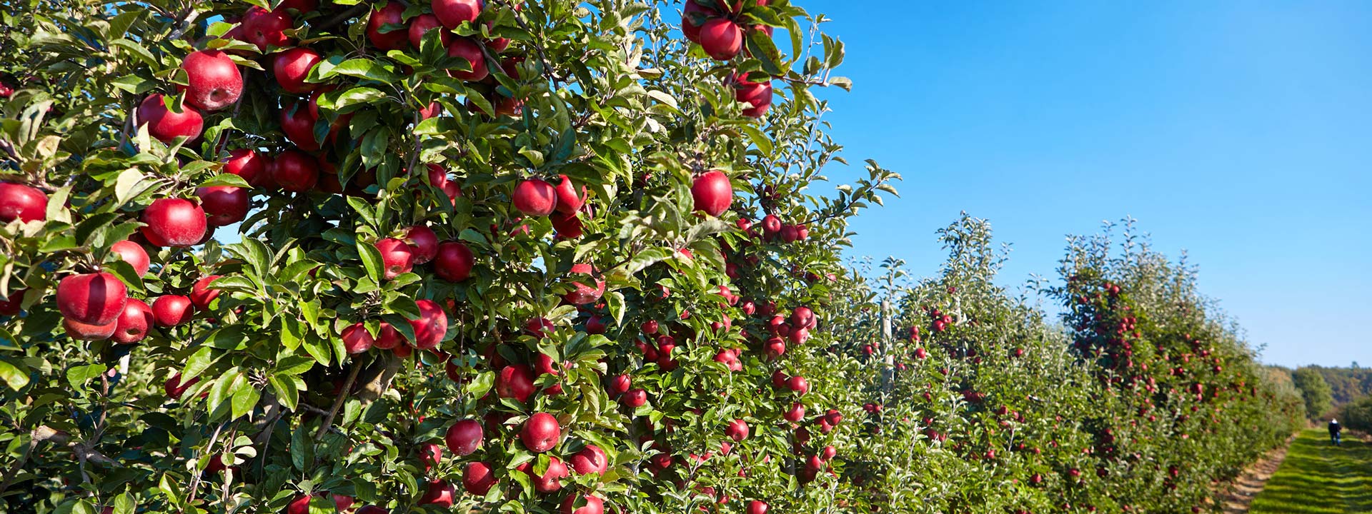 Vivaio di alberi da frutto