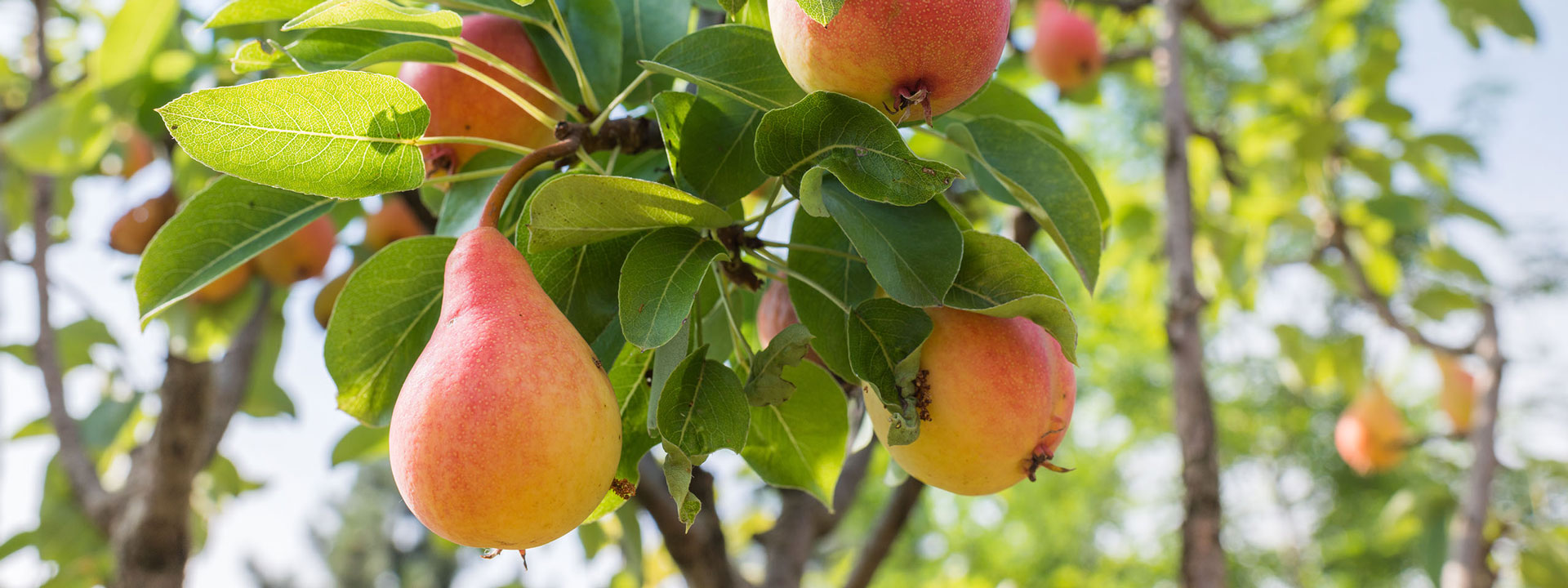 Vivaio di alberi da frutto
